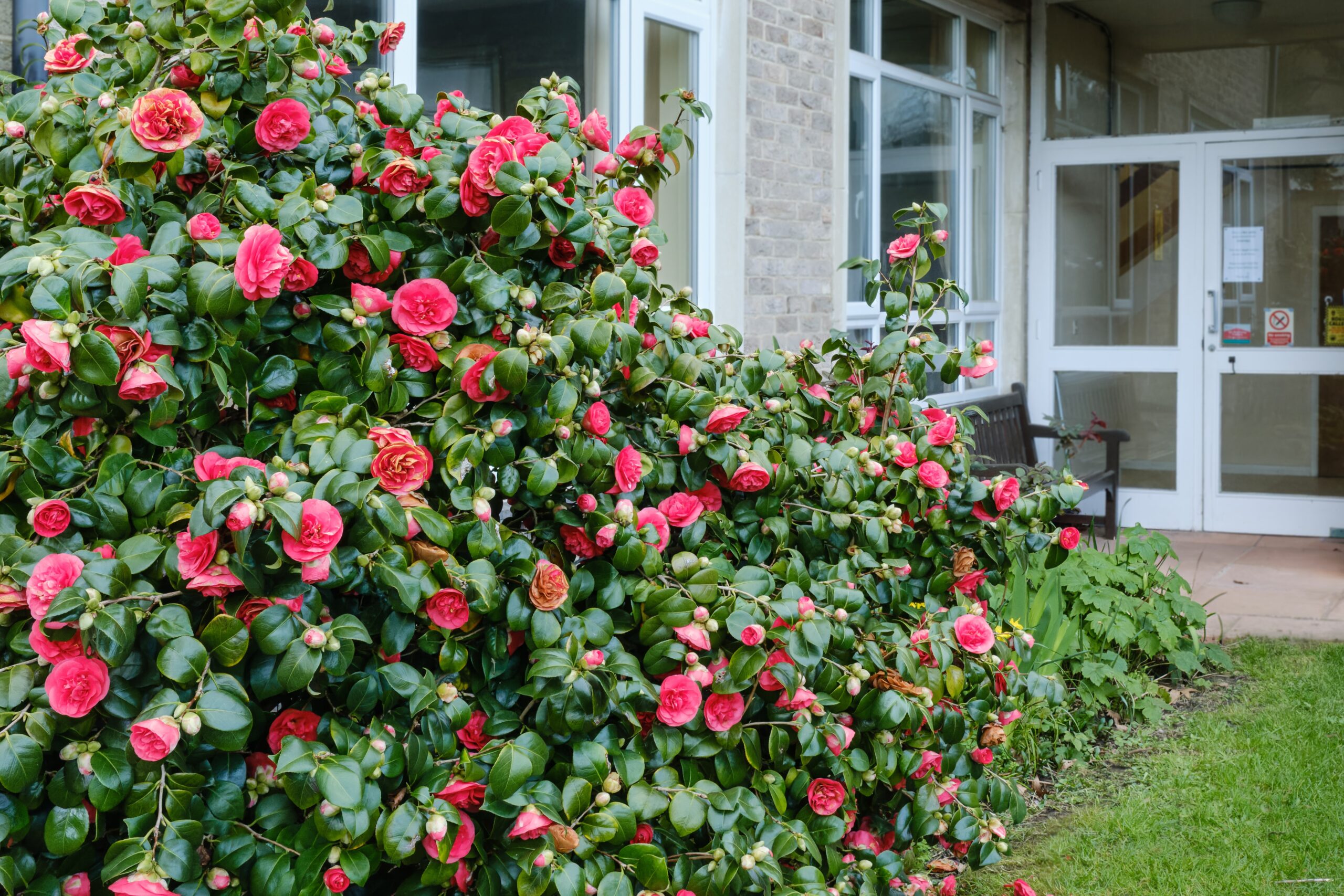 Camellia-1